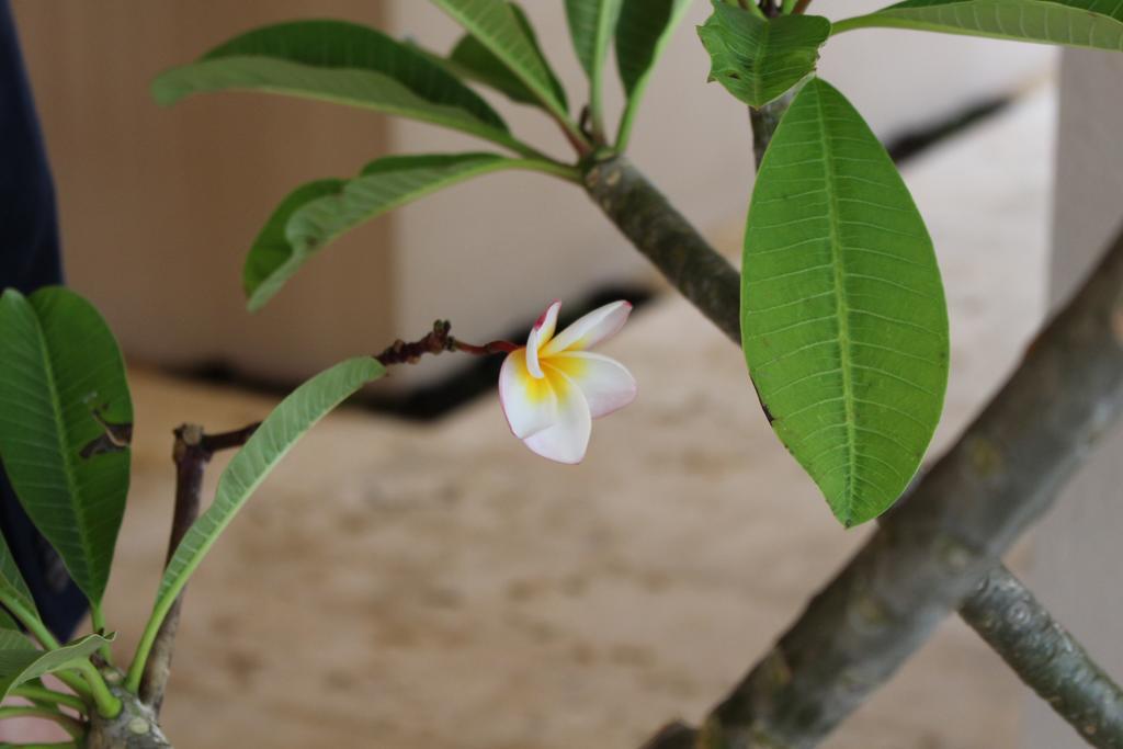 Coldio Mihama Bettei Yui No Ie Apartamento Chatan Exterior foto